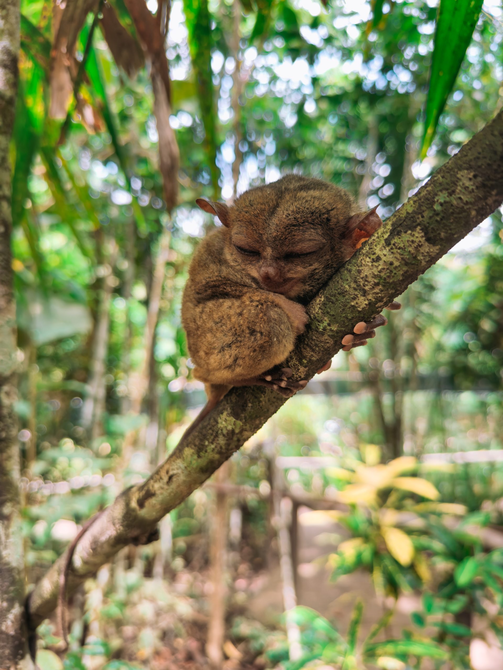 tarsier-scaled.jpg